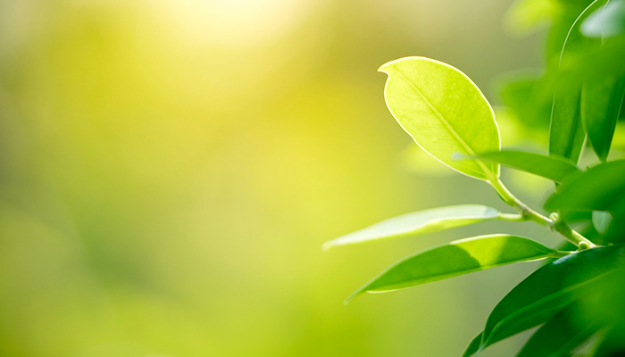 Green hotels