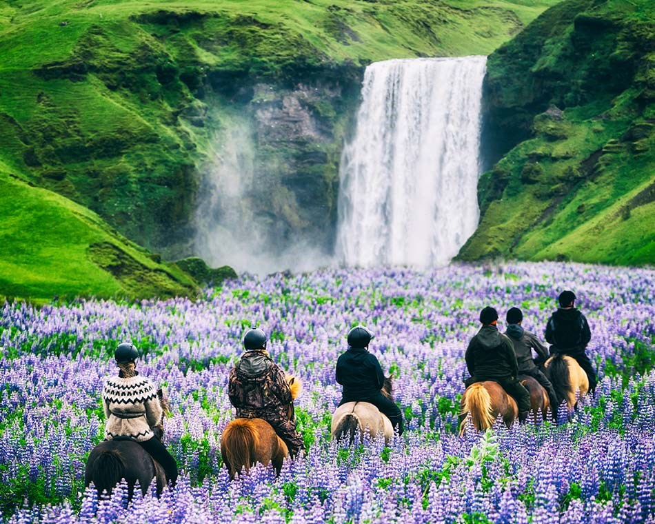 horses iceland rel=