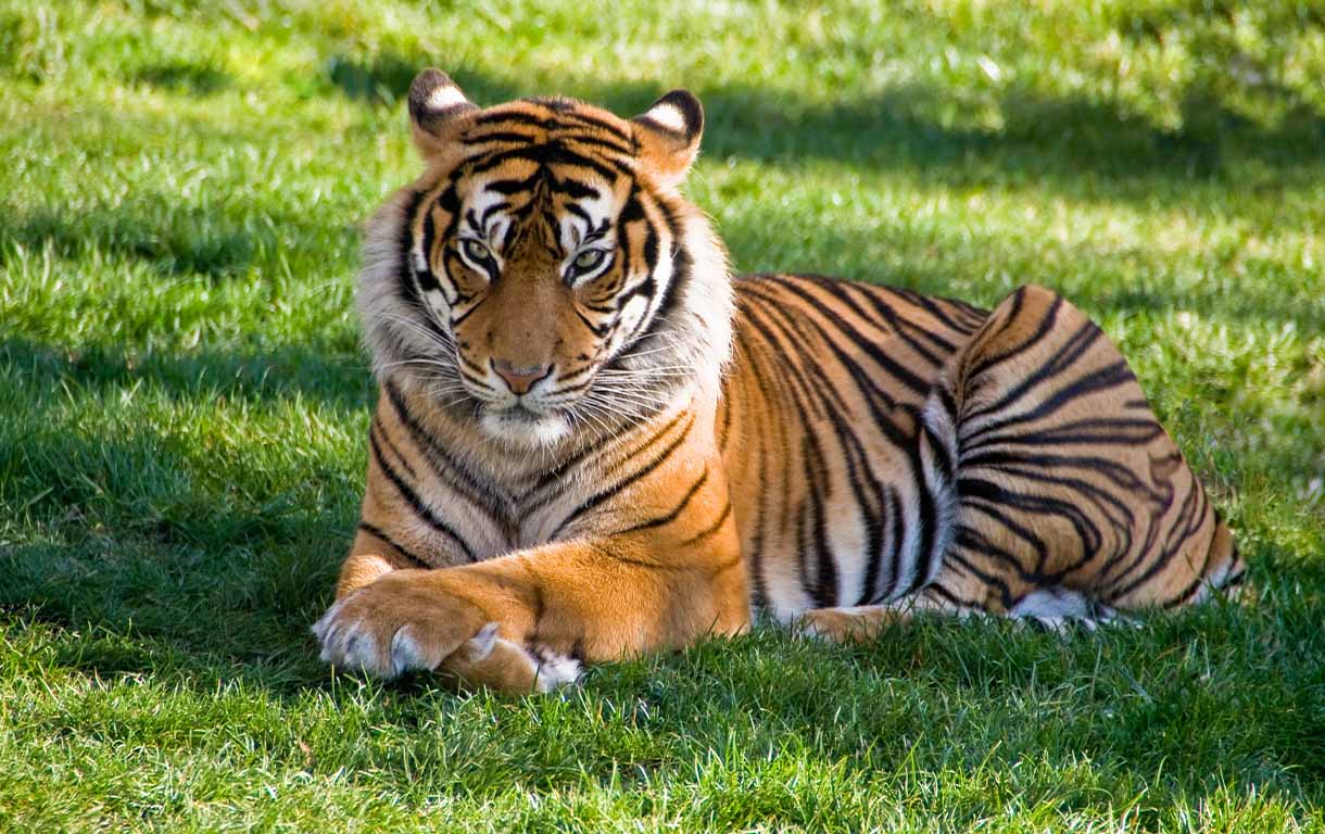 Tiger